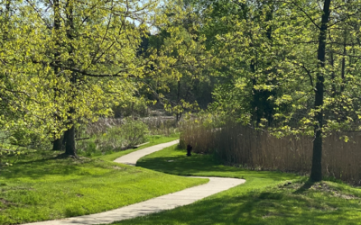 Greener Lawn Maintenance