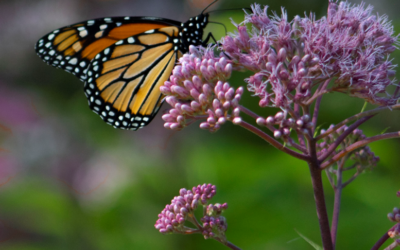 Butterfly Garden