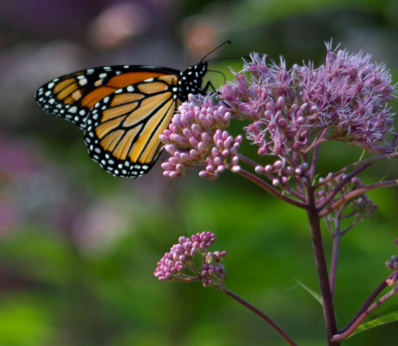 Butterfly Garden